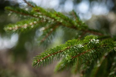 closeup köknar dalı