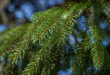 closeup köknar dalı