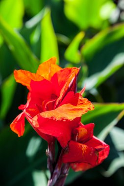 Kırmızı canna çiçek