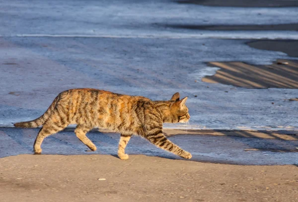 Gato listrado andando — Fotografia de Stock