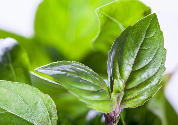 Fresh basil - macro — Stock Photo, Image