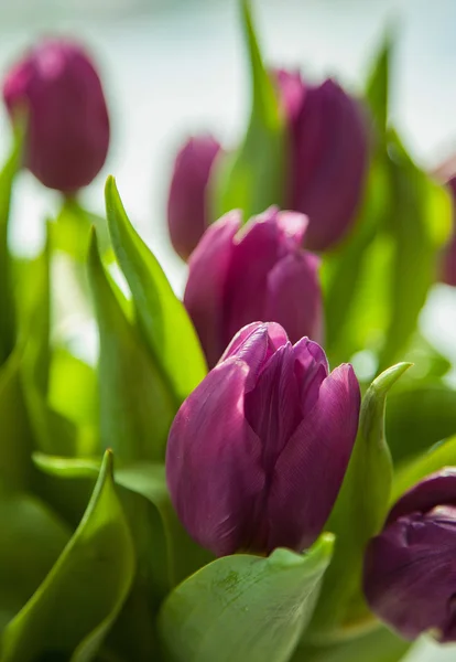 Hermosos tulipanes morados —  Fotos de Stock