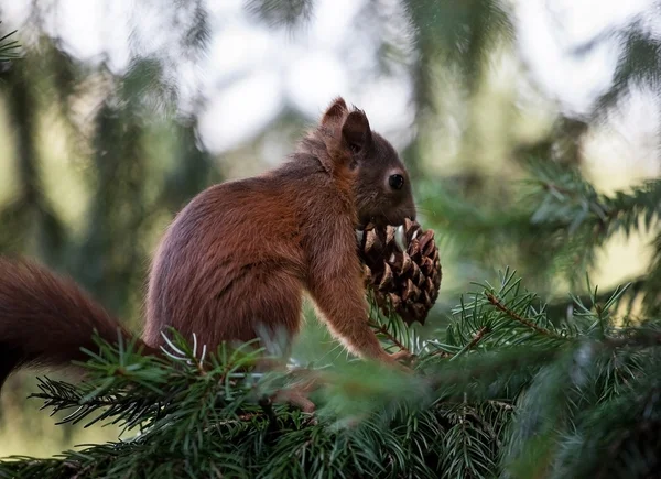Όμορφη σκίουρος κρατώντας ένα κώνο — Φωτογραφία Αρχείου