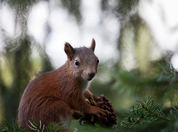 Όμορφη σκίουρος κρατώντας ένα κώνο — Φωτογραφία Αρχείου