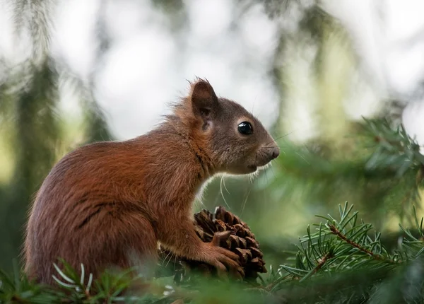 Esquilo (Sciurus vulgaris ) — Fotografia de Stock