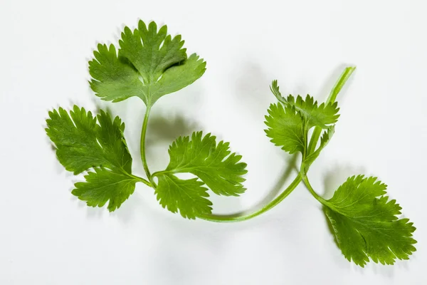 Fresh green coriander — Stock Photo, Image