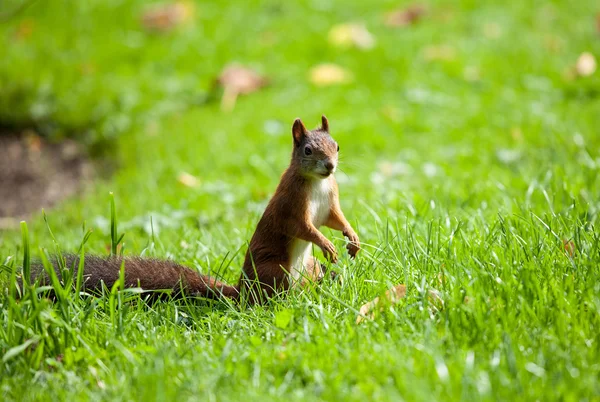 Squirrel (Sciurus vulgaris) — Stock Photo, Image