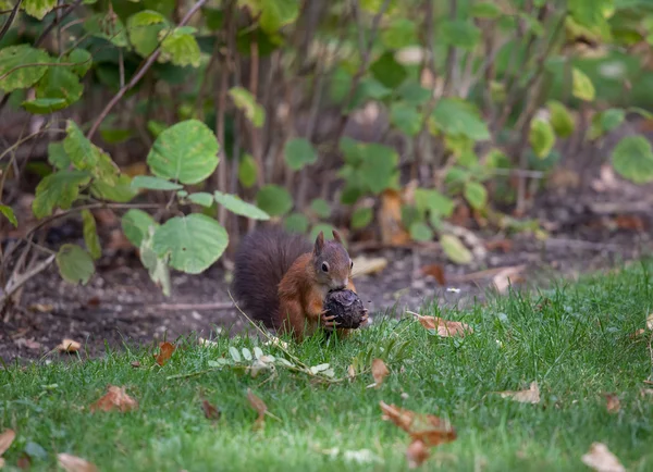 Eichhörnchen (sciurus vulgaris)) — Stockfoto