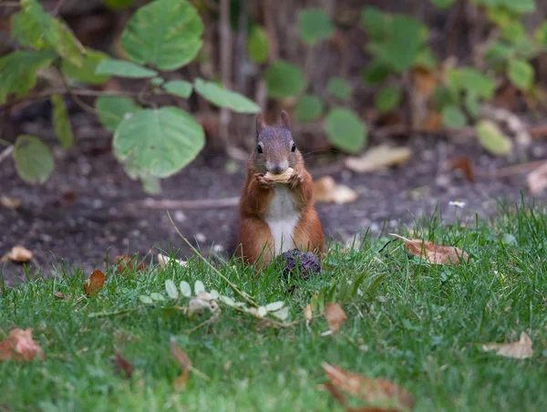 Ekorre (Sciurus vulgaris) — Stockfoto