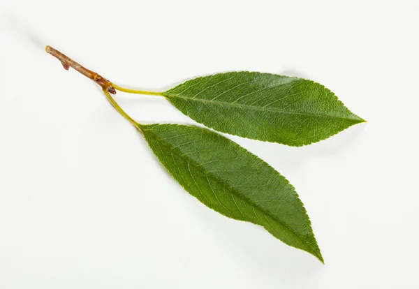 Two fresh leaves of cherry — Stock Photo, Image