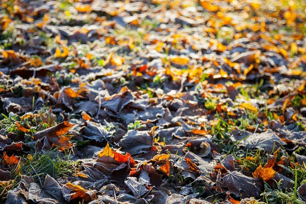 Autumn leaves covered with hoarfrost — Stock Photo, Image