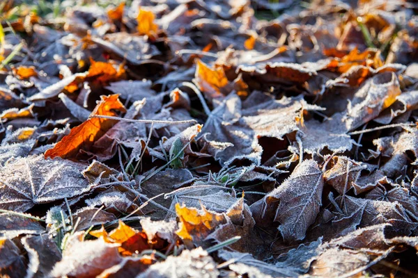 Autumn leaves covered with hoarfrost — Stock Photo, Image