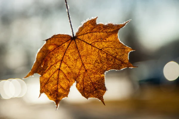 Maple leaf close up — Stock Photo, Image