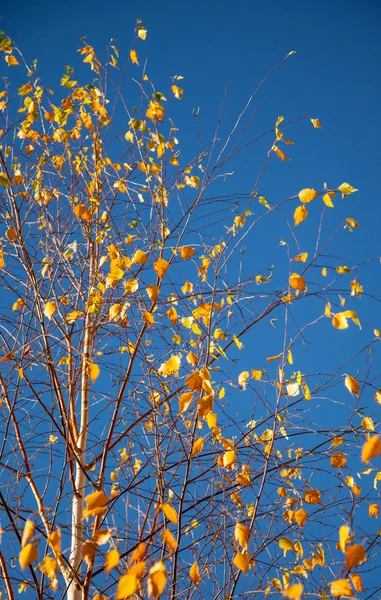 Yellow leaves on a birch — Stock Photo, Image