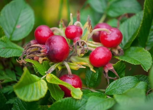 Reife Hagebuttenbeeren — Stockfoto