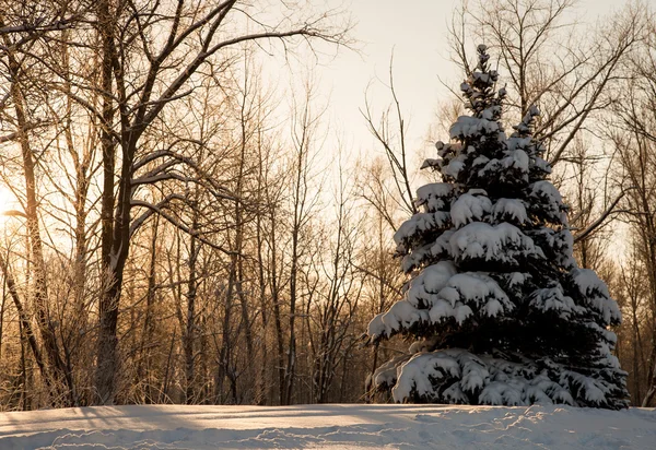 Paisagem inverno — Fotografia de Stock