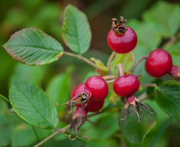 Jagód dojrzałych owoców dzikiej róży — Zdjęcie stockowe