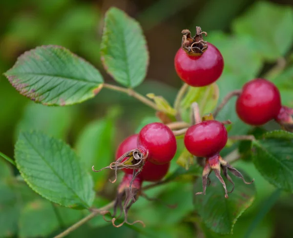 Ripe rosehip berries — Stock Photo, Image