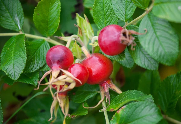 Ripe rosehip berries — Stock Photo, Image