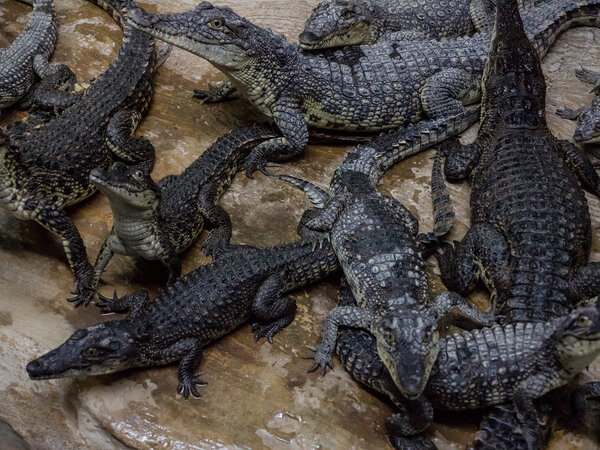 Small crocodiles in a terrarium