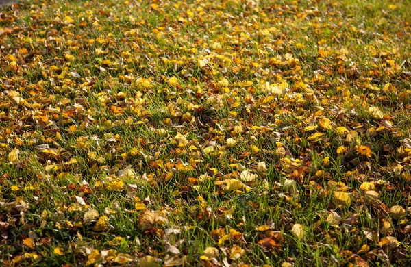 Autumn leaves background — Stock Photo, Image