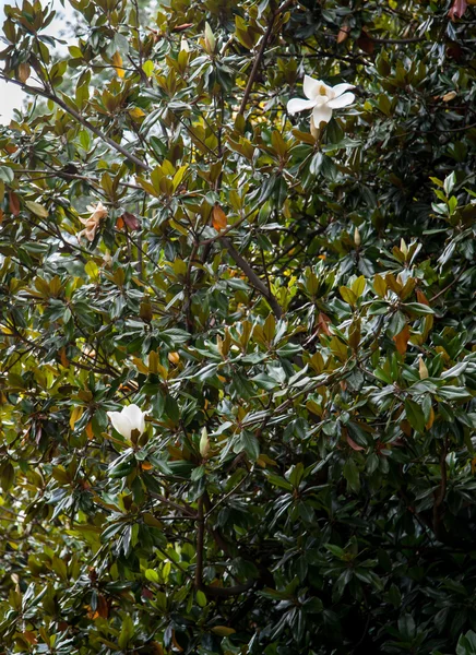 マグノリアの木の枝 — ストック写真