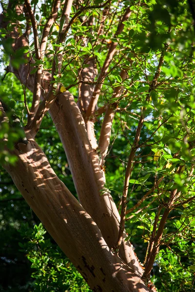 Аромат пробкового дерева — стоковое фото