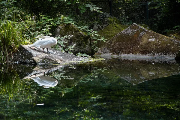 Cisne solitário escondendo sua cabeça sob balanço — Fotografia de Stock