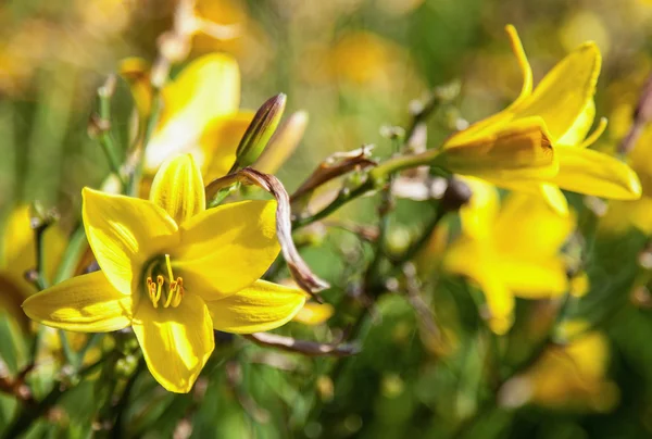 สวยงามดอกลิลลี่สด — ภาพถ่ายสต็อก