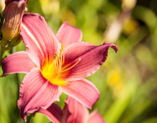 Beautiful fresh lilies — Stock Photo, Image