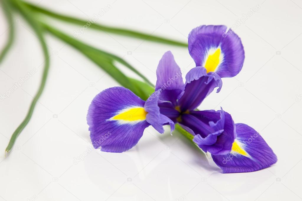 Beautiful purple iris flower