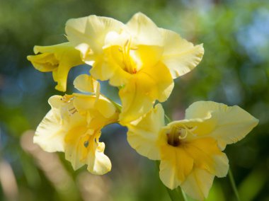 güzel sarı Glayöl