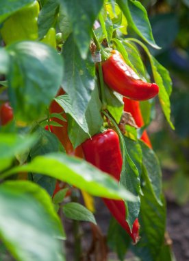 Kırmızı biberler yakın.