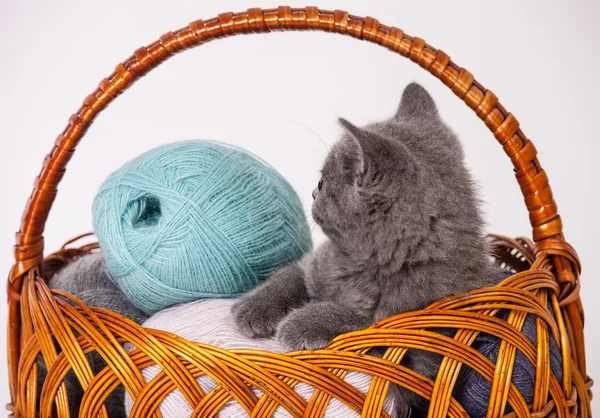 Woolen yarn and little kitten — Stock Photo, Image