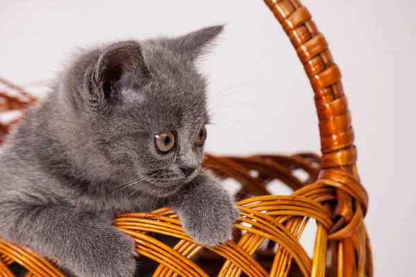Маленький котенок в плетеной корзине — стоковое фото