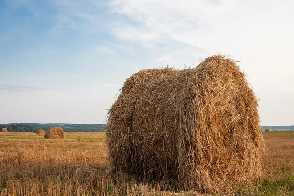 Mezőgazdasági mező széna tekercs — Stock Fotó