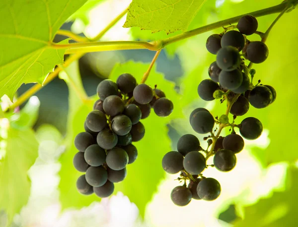 Blue grapes on a branch — Stock Photo, Image