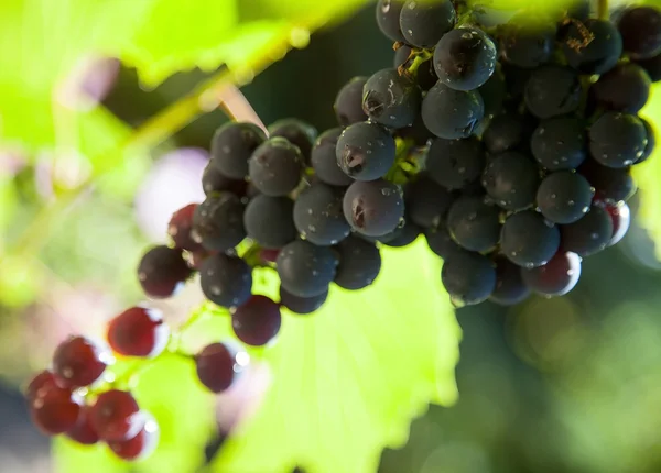 Cabang anggur hijau matang — Stok Foto