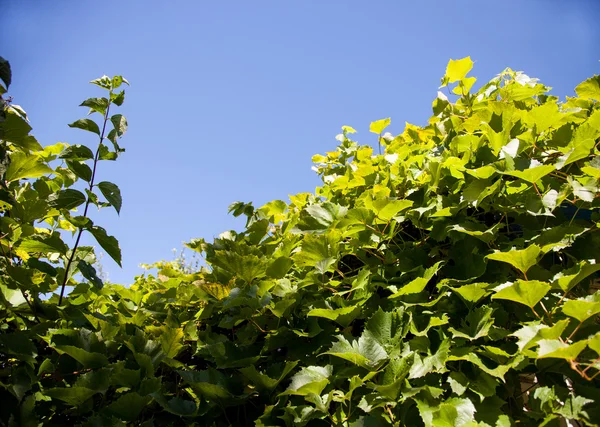 Green vine background — Stock Photo, Image