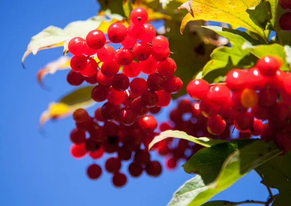 Bacche rosse di legno di freccia — Foto Stock