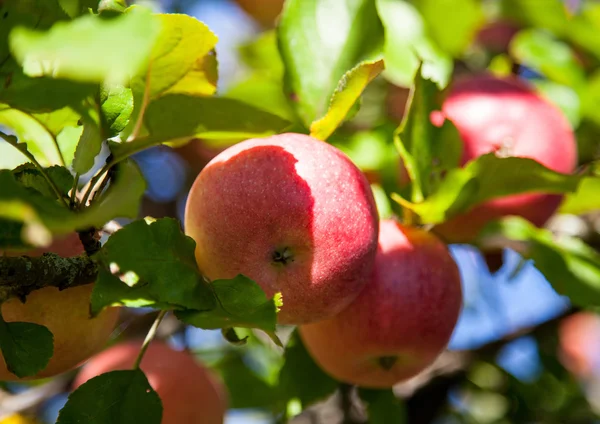 Ripe apples on a branch — Stock Photo, Image