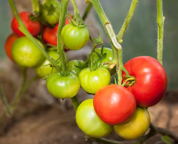 Tomates poussant sur une branche — Photo