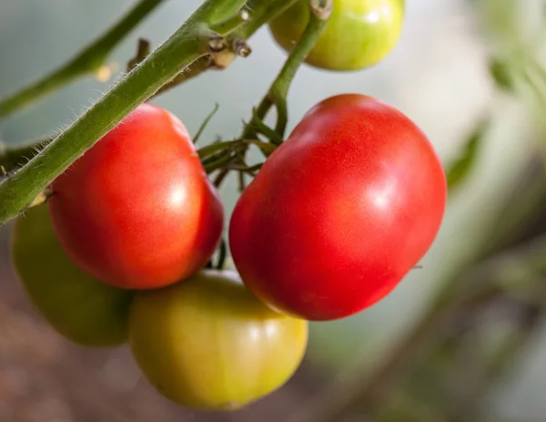 Tomates poussant sur une branche — Photo