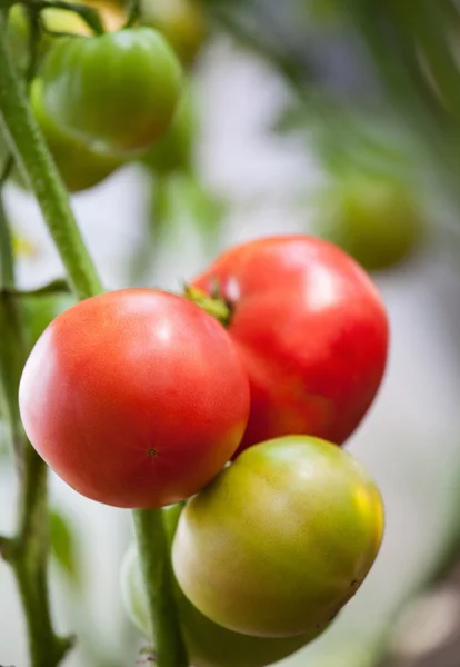 Tomates poussant sur une branche — Photo