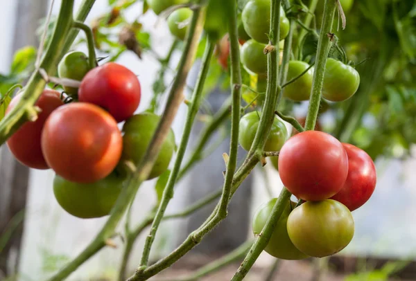 Tomates poussant sur une branche — Photo