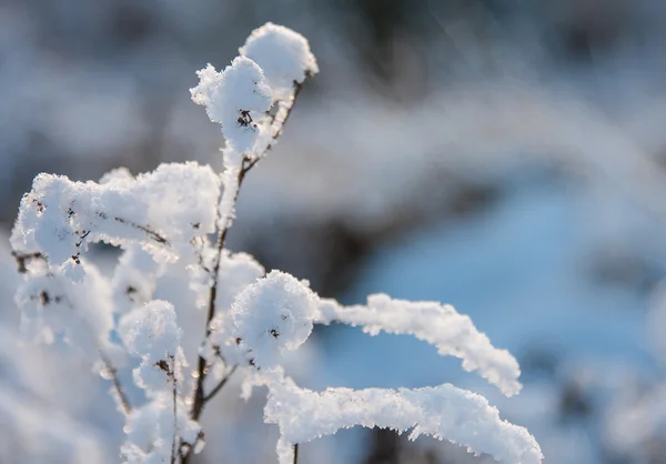 Planta coberta de neve — Fotografia de Stock