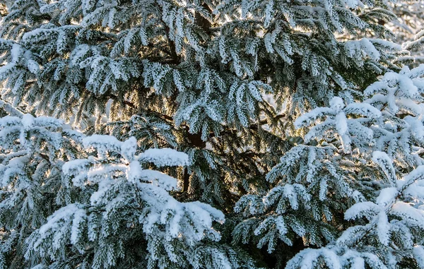 Planta cubierta de nieve — Foto de Stock