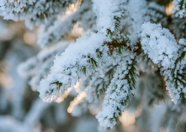 Planta coberta de neve — Fotografia de Stock