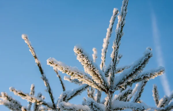 Rostlina pokrytá sněhem — Stock fotografie