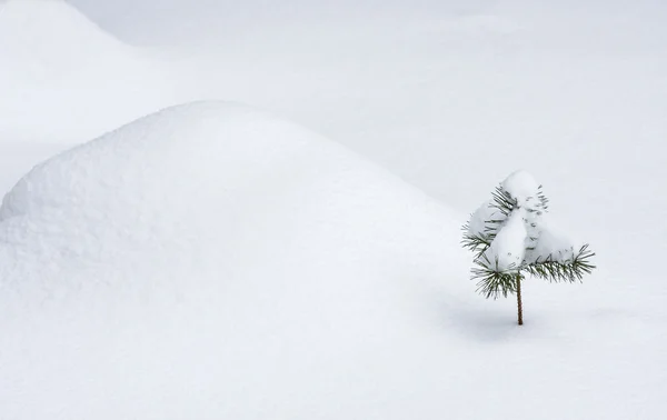 Pinheiro jovem coberto de neve — Fotografia de Stock